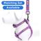 Show in main carousel: Pawtitas Solid Personalized Dog Leash, Purple Orchid, XX-Small: 6-ft long, 3/8-in wide slide 9 of 10