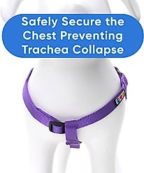 Pawtitas Solid Personalized Dog Harness, Purple, Small: 14 to 21-in chest slide 2 of 9