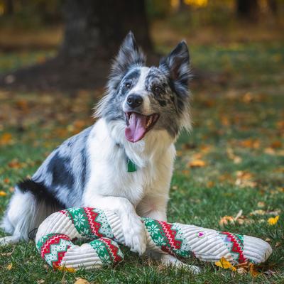 Show full view: HuggleHounds Christmas Wintergreen Candy Cane Tough Plush Dog Toy, X-Large slide 9 of 10