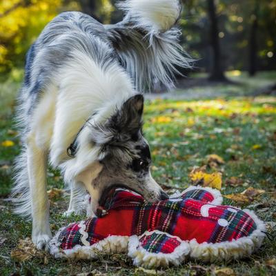 Show full view: HuggleHounds Christmas Plaid McButtons Tough Plush Dog Toy, Large slide 9 of 9