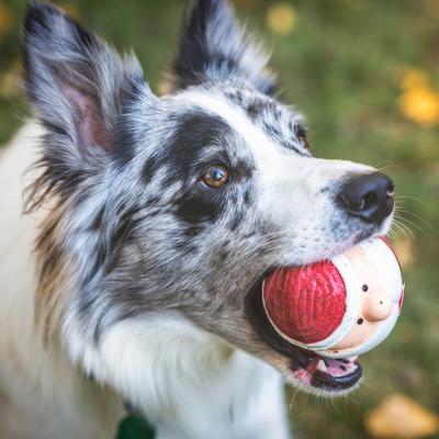 Show full view: HuggleHounds Christmas Santa Ruff-Tex Squeaky Ball Dog Toy, Large slide 6 of 9