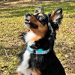 Pawtitas Personalized Reflective Martingale Dog Collar, Pink, Small: 11 to 16-in neck, 5/8-in wide slide 2 of 9