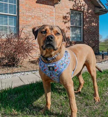 Show full view: Sassy Woof Rugrats Dog Collar, Large: 16 to 26-in neck, 1.5-in wide slide 7 of 7