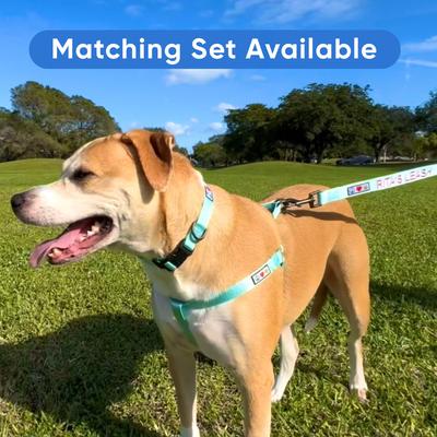 Show full view: Pawtitas Solid Personalized Dog Collar, Red, X-Small: 8 to 12-in neck, 3/8-in wide slide 9 of 11