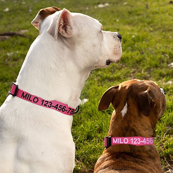Show full view: Pawtitas Solid Personalized Dog Collar, Pink, Medium: 13 to 20-in neck, 3/4-in wide slide 5 of 10