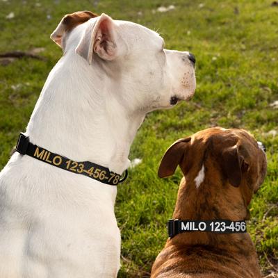 Show full view: Pawtitas Solid Personalized Dog Collar, Black, Medium: 13 to 20-in neck, 3/4-in wide slide 5 of 11