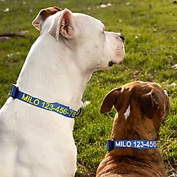 Pawtitas Solid Personalized Dog Collar, Blue, Medium: 13 to 20-in neck, 3/4-in wide slide 2 of 9