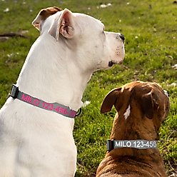 Pawtitas Solid Personalized Dog Collar, Grey, Small: 11 to 16-in neck, 5/8-in wide slide 2 of 9