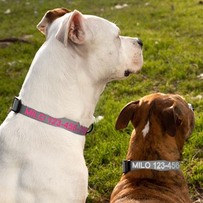 Show full view: Pawtitas Solid Personalized Dog Collar, Grey, Medium: 13 to 20-in neck, 3/4-in wide slide 5 of 11