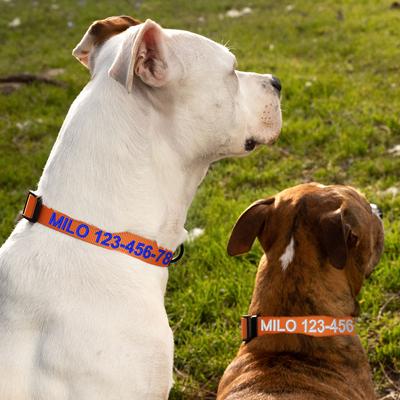 Show full view: Pawtitas Solid Personalized Dog Collar, Orange, Medium: 13 to 20-in neck, 3/4-in wide slide 5 of 11