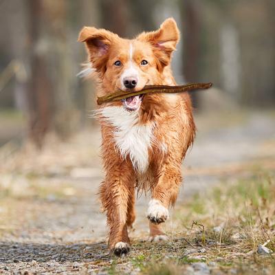 Show full view: Realtree 6-inch Bully Stick Dog Chew slide 4 of 5