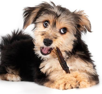 Show full view: Realtree 12-inch Bully Stick Dog Chew slide 4 of 5