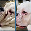 Show in main carousel: Squishface Wrinkle Paste Dog Skin Fold Cleaner & Protectant, 2-oz tube slide 4 of 10