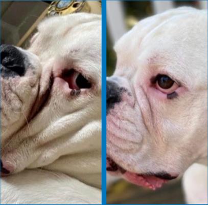 Show full view: Squishface Wrinkle Paste Dog Skin Fold Cleaner & Protectant, 2-oz tube slide 5 of 11