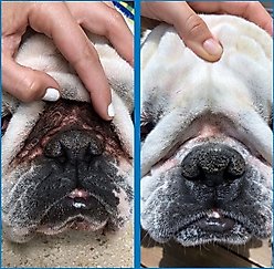 Squishface Wrinkle Paste Dog Skin Fold Cleaner & Protectant, 2-oz tube slide 2 of 9