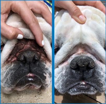 Show full view: Squishface Wrinkle Paste Dog Skin Fold Cleaner & Protectant, 2-oz tube slide 4 of 11