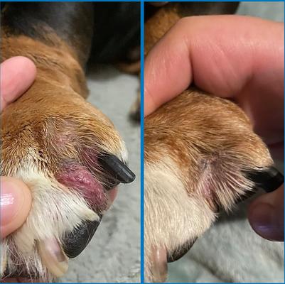 Show full view: Squishface Wrinkle Paste Dog Skin Fold Cleaner & Protectant, 2-oz tube slide 7 of 11