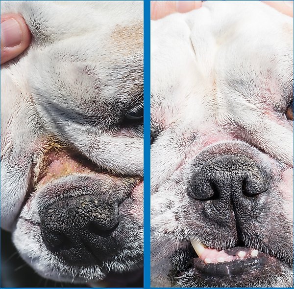 Show full view: Squishface Wrinkle Paste Dog Skin Fold Cleaner & Protectant, 2-oz tube slide 5 of 10