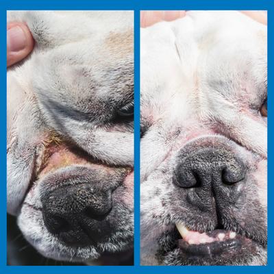 Show full view: Squishface Wrinkle Paste Dog Skin Fold Cleaner & Protectant, 2-oz tube slide 6 of 11
