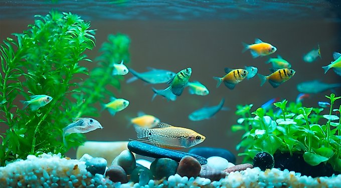 Aqueon PURE Betta Beads Aquarium Water Care