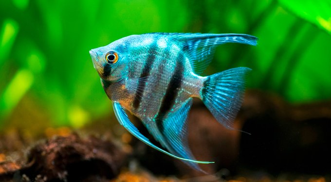 Aqueon PURE Betta Beads Aquarium Water Care