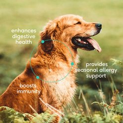 Native Pet Colostrum Immune System Powder Supplement for Dogs, 2.2-oz bag slide 2 of 7