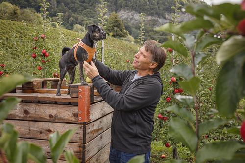 Show full view: Curli Apple Leather Dog Harness, Brown, XXX-Small: 10.51 to 11.85-in chest slide 8 of 9