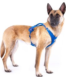 Curli Air-Mesh Large Dog Harness, Blue, X-Large: 21.82 to 24.68-in chest slide 2 of 9