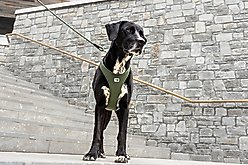 Curli Belka Air-Mesh Dog Harness, Red, XXX-Large: 27.61 to 31.06-in chest slide 2 of 9