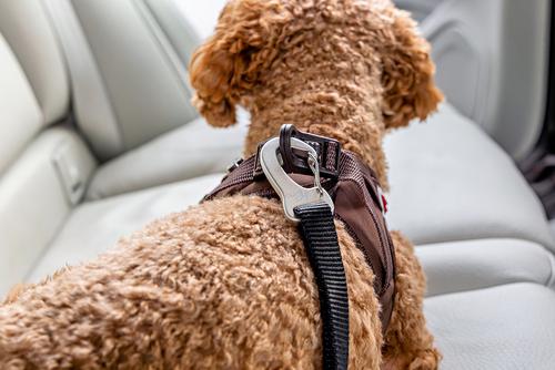 Show full view: Curli V2 Dog Car Safety Belt, Black, Small: 1-ft long, 3/8-in wide slide 5 of 7
