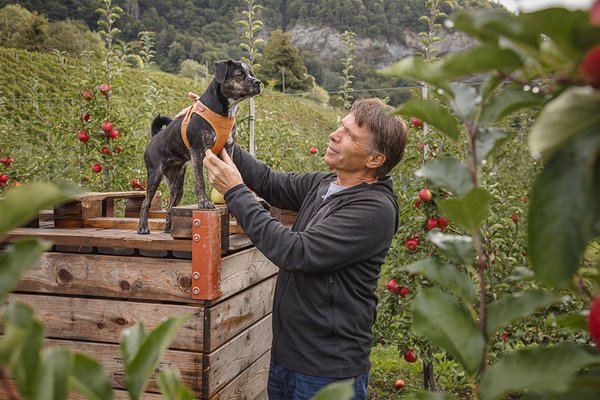 Curli Apple Leather Dog Harness