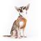 Show in main carousel: Curli Apple Leather Dog Harness, Brown, XXX-Small: 10.51 to 11.85-in chest slide 5 of 9