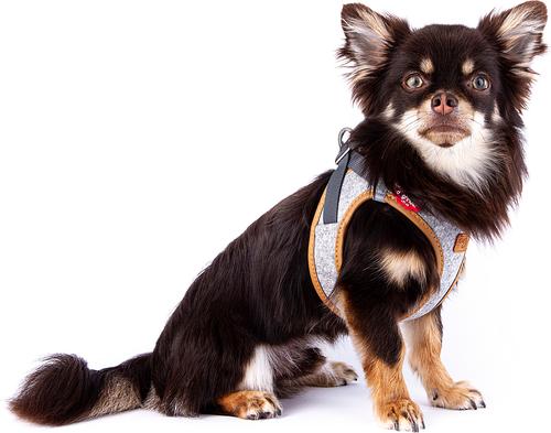 Show full view: Curli Alpine Clasp Vest Dog Harness, Light Gray, XXX-Small: 10.51 to 11.85-in chest slide 6 of 12