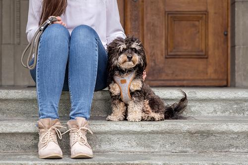 Show full view: Curli Alpine Clasp Vest Dog Harness, Light Gray, Small: 15.04 to 17.04-in chest slide 6 of 11