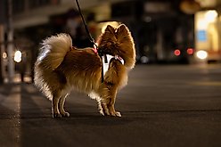 Curli Glow Clasp Reflective Vest Dog Harness, Reflective Gray, X-Large: 21.82 to 24.68-in chest slide 2 of 9