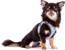 Curli Glow Clasp Reflective Vest Dog Harness, Reflective Gray, X-Small: 13.31 to 15.03-in chest slide 2 of 9