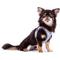 Show in main carousel: Curli Glow Clasp Reflective Vest Dog Harness, Reflective Gray, Medium: 17.05 to 19.29-in chest slide 5 of 11