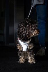 Curli Glow Clasp Reflective Vest Dog Harness, Reflective Gray, Medium: 17.05 to 19.29-in chest slide 2 of 9
