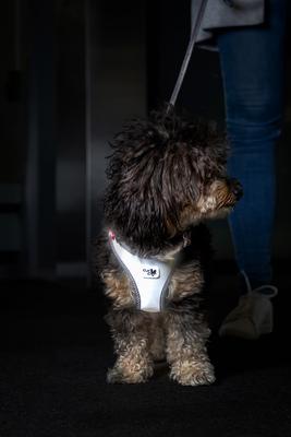 Show full view: Curli Glow Clasp Reflective Vest Dog Harness, Reflective Gray, Medium: 17.05 to 19.29-in chest slide 8 of 11