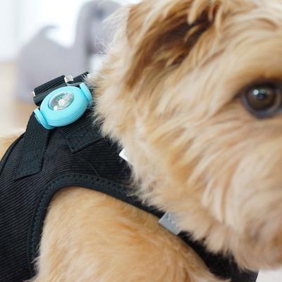 Show full view: Curli Luumi LED Light Dog Collar Accessory, 2 count, Cyan slide 4 of 6