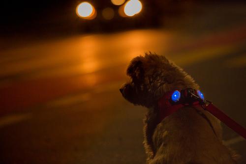 Show full view: Curli Luumi LED Light Dog Collar Accessory, 2 count, White slide 2 of 6