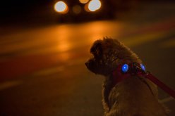 Curli Luumi LED Light Dog Collar Accessory, 2 count, Red slide 2 of 5