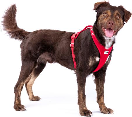 Show full view: Curli Belka Air-Mesh Dog Harness, Black, XXX-Large: 27.61 to 31.06-in chest slide 6 of 10