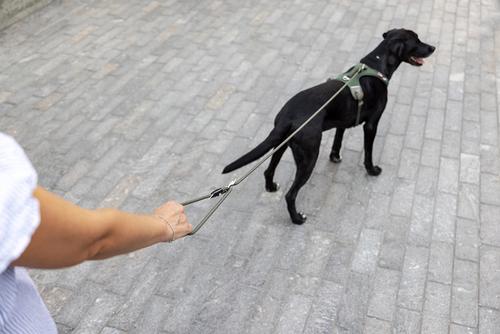 Show full view: Curli Vario Comfort Dog Leash, Dark-Grey, Large: 6.5-ft long, 3/8-in wide slide 6 of 7