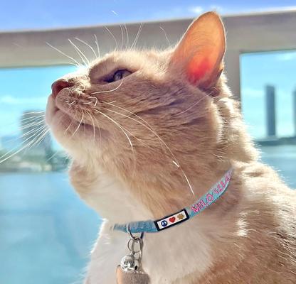 Show full view: Pawtitas Traffic Personalized Reflective Breakaway Cat Collar, Grey, X-Small: 8 to 12-in neck, 3/8-in wide slide 5 of 10