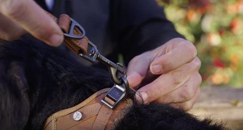 Show full view: Curli Apple Leather Adjustable Dog Leash, Black, Small: 5-ft long, 5/8-in wide slide 6 of 7