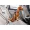 Show in main carousel: Curli V2 Dog Car Safety Belt, Black, Large: 2-ft long, 3/8-in wide slide 4 of 8