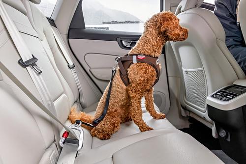 Show full view: Curli V2 Dog Car Safety Belt, Black, Large: 2-ft long, 3/8-in wide slide 4 of 8