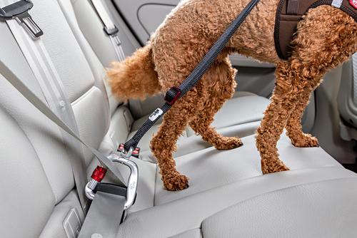 Show full view: Curli V2 Dog Car Safety Belt, Black, Small: 1-ft long, 3/8-in wide slide 4 of 7