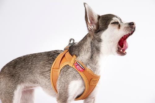 Show full view: Curli Apple Leather Dog Harness, Brown, XX-Small: 11.86 to 13.3-in chest slide 6 of 7